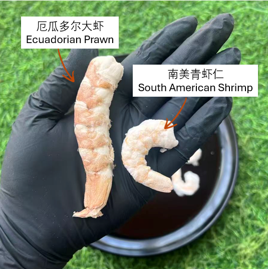 Comparison 2 - WB 【预购 Preorder】冻干厄瓜多尔大虾 Freeze-Dried Ecuadorian Prawns